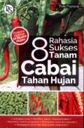 8 Rahasia Sukses Tanam Cabai Tahan Hujan